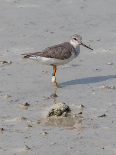 Terek Sandpiper