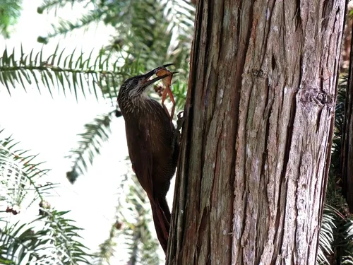White-throated Woodcreeper