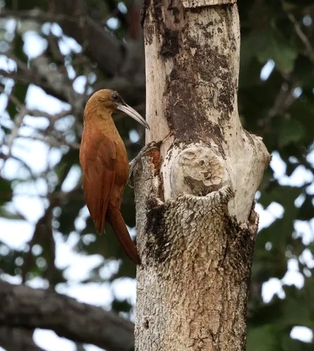 Great Rufous Woodcreeper