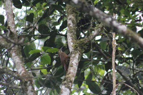 Strong-billed Woodcreeper