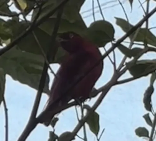 Pompadour Cotinga