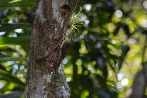 Ceara Woodcreeper
