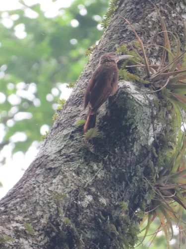 Tschudi's Woodcreeper