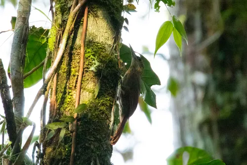 Elegant Woodcreeper