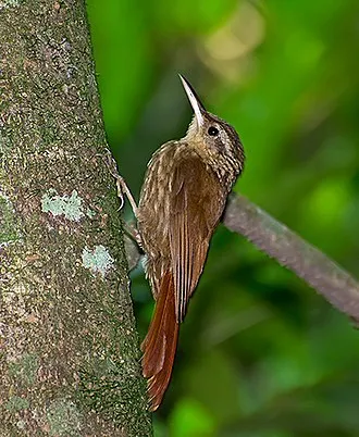 Lesser Woodcreeper