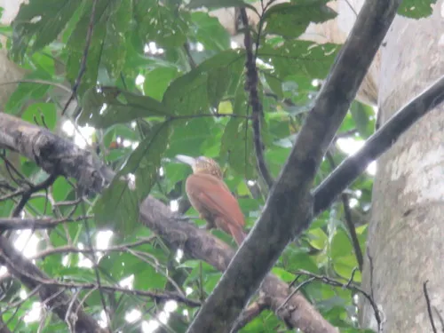 Buff-throated Woodcreeper