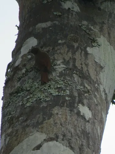 Ocellated Woodcreeper