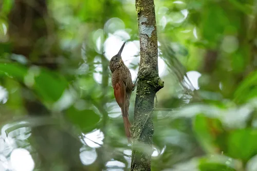 Chestnut-rumped Woodcreeper