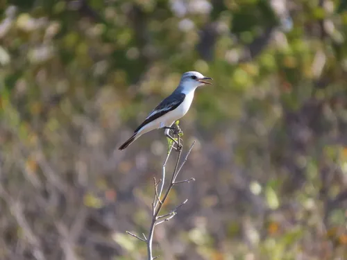 White-rumped Monjita