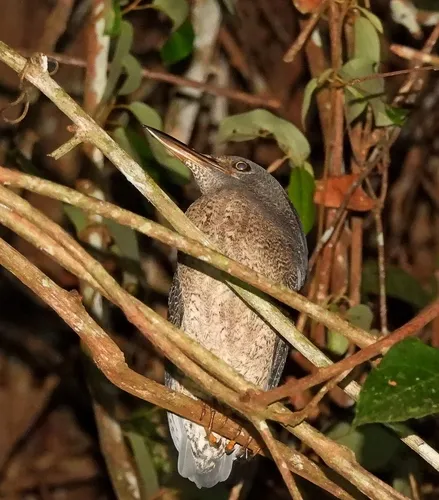 Zigzag Heron