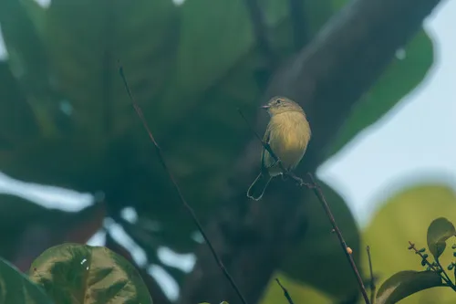 Guianan Tyrannulet