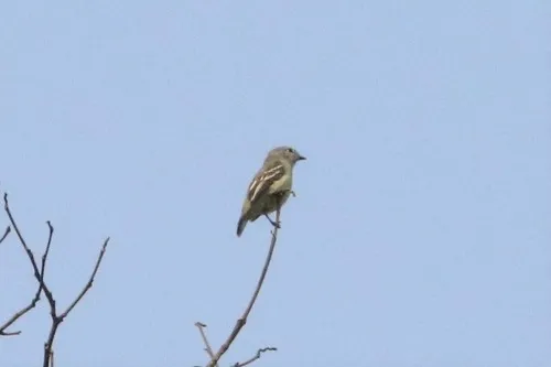 Slender-footed Tyrannulet